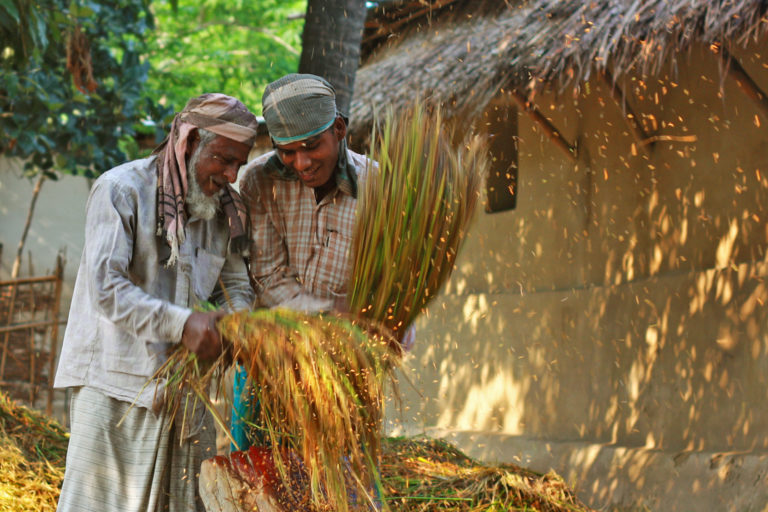 Farmers with freshly harvested paddy.