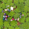 A Rainforest Alliance / UTZ Program that provides training of tea farmers in climate smart agriculture methods, which are designed to help farmers adapt to and prepare for the impacts of climate change. Photo credit: Giuseppe Cipriani