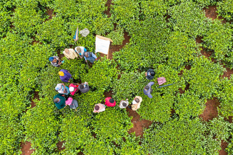 A Rainforest Alliance / UTZ Program that provides training of tea farmers in climate smart agriculture methods, which are designed to help farmers adapt to and prepare for the impacts of climate change. Photo credit: Giuseppe Cipriani