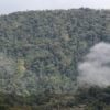 The Tiwi Nunka Forest in Ecuador. Photo courtesy of Nature and Culture International.