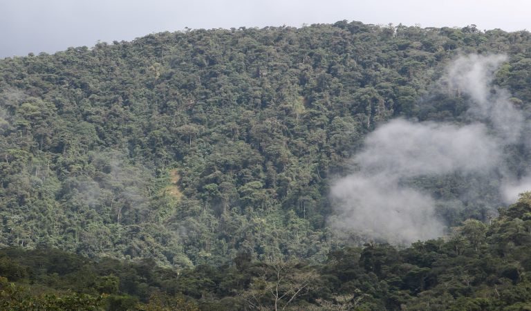 The Tiwi Nunka Forest in Ecuador. Photo courtesy of Nature and Culture International.