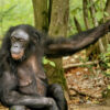 A female bonobo.