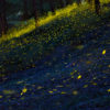 Fireflies illuminate the forest. Image by Roberto Marchegiani via Flickr (CC BY-NC-ND 2.0).