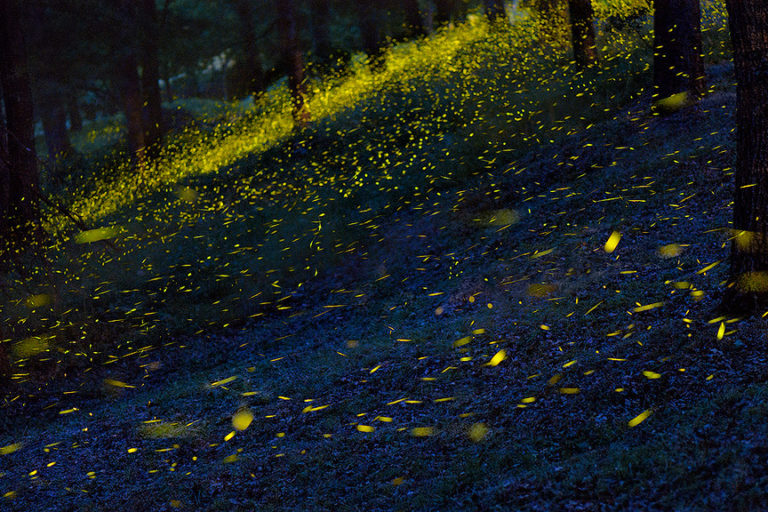 Fireflies illuminate the forest. Image by Roberto Marchegiani via Flickr (CC BY-NC-ND 2.0).