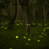Fireflies synchronize their flashing to find a mate. Image by Fred Huang via Flickr (CC BY-NC 2.0).