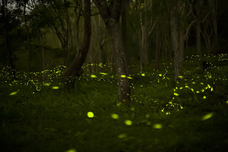 Fireflies synchronize their flashing to find a mate. Image by Fred Huang via Flickr (CC BY-NC 2.0).