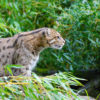 A fishing cat.