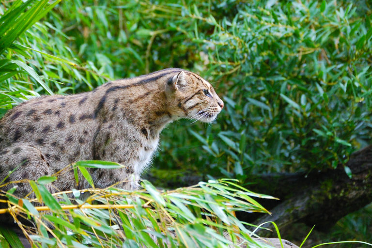 A fishing cat.