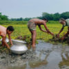 A family clears overgrown aquatic weeds in a wetland.