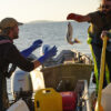 Roger and Matt store the days catch after a day of reefnet fishing in Legoe Bay, off the shore of Lummi Island Washington.