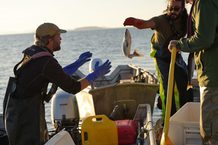 Roger and Matt store the days catch after a day of reefnet fishing in Legoe Bay, off the shore of Lummi Island Washington.