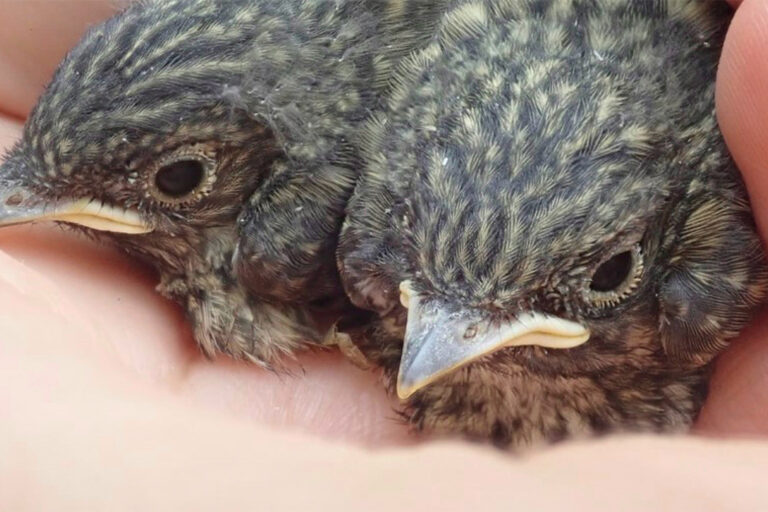 Two Dutch flycatchers nestle in the palm of a researcher’s hands. Photo credit: Koosje Lamers.