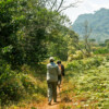 People walking through a forest.