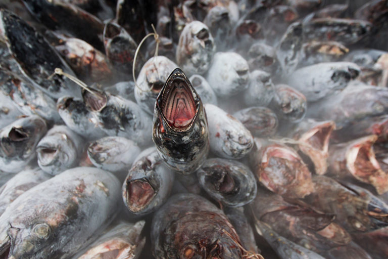 Frozen albacore tuna on a fishing boat in the Pacific Ocean.