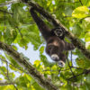 Gibbon