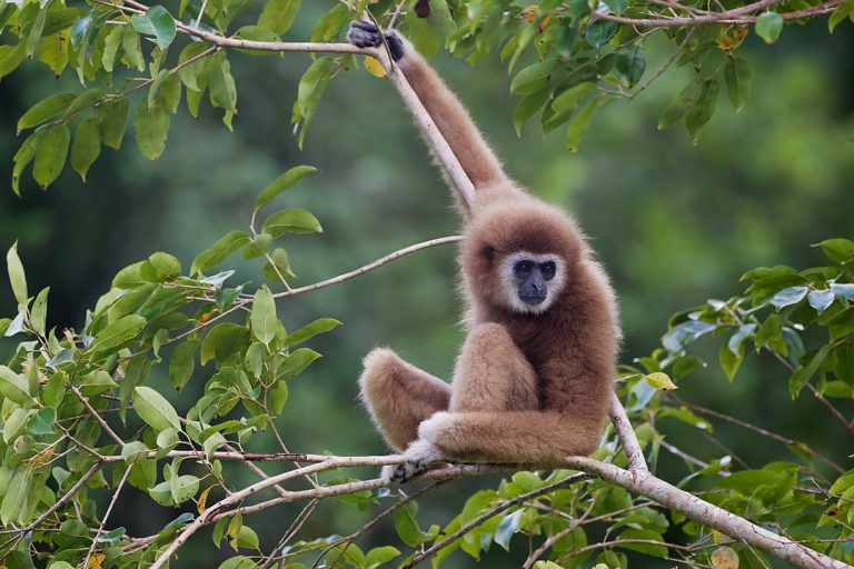 White handed gibbon