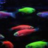 ransgenic zebrafish expressing different fluorescent colours.