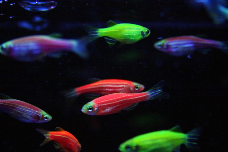 ransgenic zebrafish expressing different fluorescent colours.