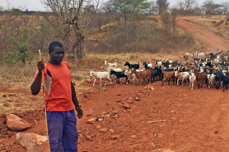 Goat herders along a road in Muzarabani