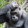 Gorilla in Gabon. Photo credit: Rhett A. Butler