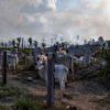Cattle in a ranching area, next to a recently deforested and burnt area, in Candeias do Jamari, Rondônia state. Overflights organized by the Amazon in Flames Alliance -- Amazon Watch, Greenpeace Brazil and the Brazilian Climate Observatory -- between September 13th and 17th documented land use change and fire around the cities of Porto Velho, Rondônia, and Lábrea, Amazonas. Photo © Victor Moriyama / Amazônia em Chamas (Amazon in Flames Alliance)