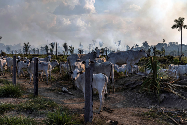 Cattle in a ranching area, next to a recently deforested and burnt area, in Candeias do Jamari, Rondônia state. Overflights organized by the Amazon in Flames Alliance -- Amazon Watch, Greenpeace Brazil and the Brazilian Climate Observatory -- between September 13th and 17th documented land use change and fire around the cities of Porto Velho, Rondônia, and Lábrea, Amazonas. Photo © Victor Moriyama / Amazônia em Chamas (Amazon in Flames Alliance)