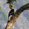 A great hornbill in a Malaysian rainforest.