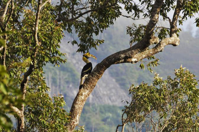 A great hornbill in a Malaysian rainforest.