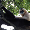 A pair of the critically endangered Hainan gibbons.