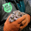 The Kyiv Zoo captive breeds European hamsters before they are released into the wild. Photo by Bogdan Skulskii for the Kyiv Zoo.