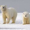 Polar bears.