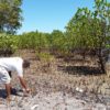 Mangrove forest Kenya