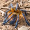 A golden blue-legged baboon spider.