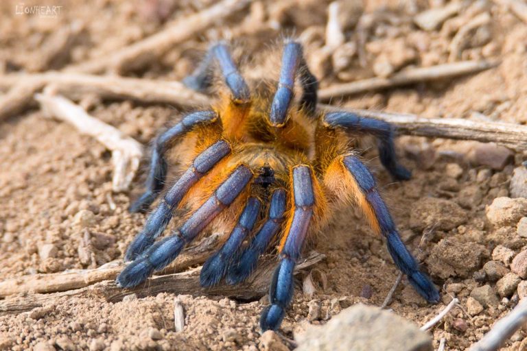 A golden blue-legged baboon spider.