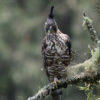 A Javan hawk-eagle on a branch