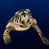 A hawksbill sea turtle