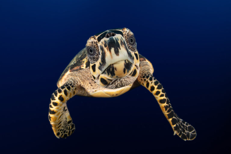 A hawksbill sea turtle