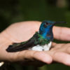 A white-necked jacobin with the brightly colored feather patterns typical of males. Photo by Irene Mendez Cruz.