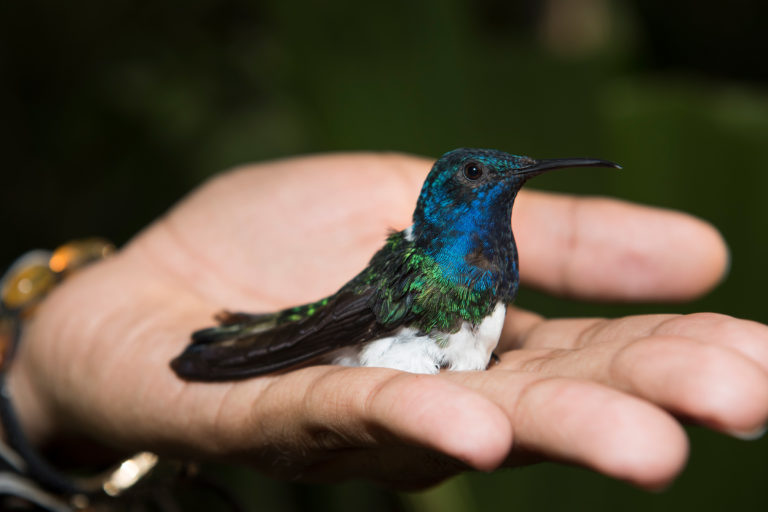 A white-necked jacobin with the brightly colored feather patterns typical of males. Photo by Irene Mendez Cruz.