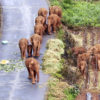 China’s ‘wandering elephants’. Credit: Yunnan Forest Fire Brigade via AP.