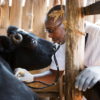 Dr Samuel Mathenge Ngatia, a veterinarian in the Gilgil District, Kenya, at work. Image courtesy of HealthforAnimals.