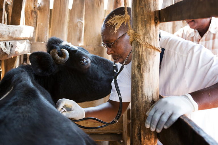 Dr Samuel Mathenge Ngatia, a veterinarian in the Gilgil District, Kenya, at work. Image courtesy of HealthforAnimals.