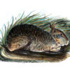 An illustration of a hispid hare