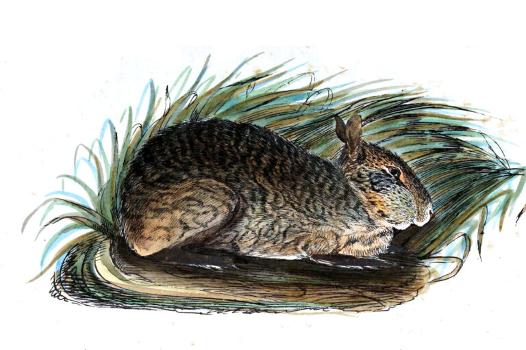 An illustration of a hispid hare