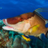 A hogfish in the coral reefs