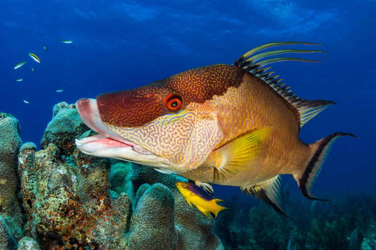 A hogfish in the coral reefs