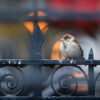 A house sparrow (Passer domesticus) perched on a black metal fence in the city. Photo by Ray Hennessy on Unsplash.