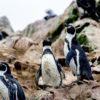 Humboldt penguins in Peru. Image by Víctor Bautista via Flickr (CC BY-NC-ND 2.0).