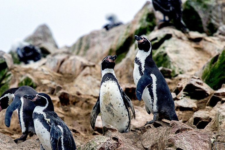 Humboldt penguins in Peru. Image by Víctor Bautista via Flickr (CC BY-NC-ND 2.0).