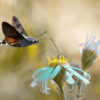 A hummingbird hawk-moth